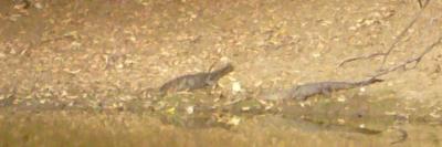 can you see the crocodiles?