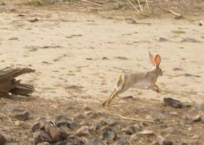 this little guy was so fast that I was shocked when I discovered him in my picture!