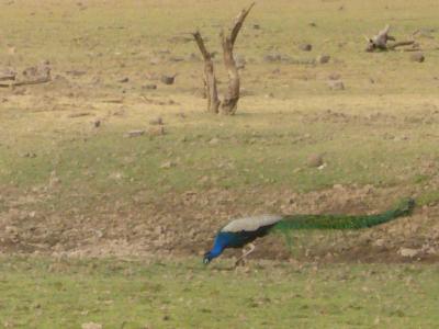 g4/25/660225/3/59278164.India043.jpg