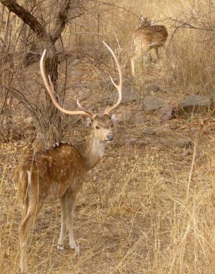 if you said I see a deer you were correct!