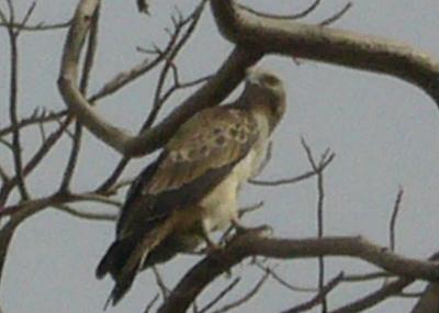 bird of prey