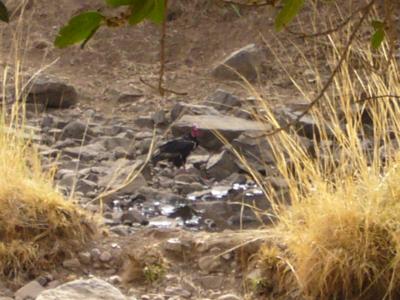 red necked vulture