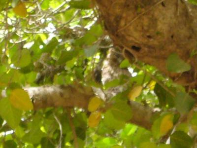 can you find the owl?