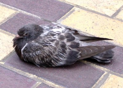 pigeon