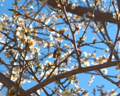 a bee in the cherry blossoms