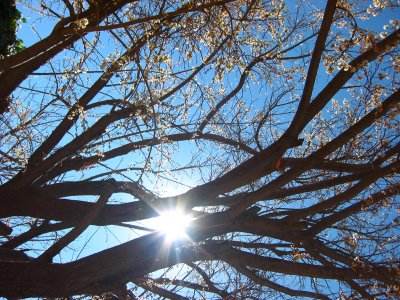 sunlight through the cherry tree