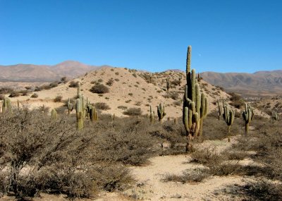 cacti