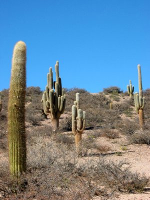 ancient cacti