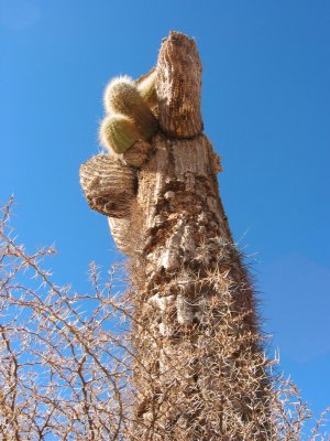 cactus slowly returning to the desert