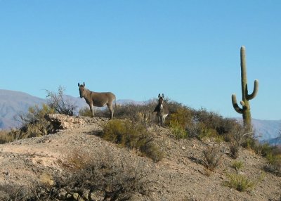 wild burro