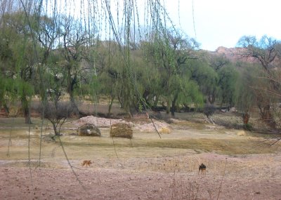 desert willows
