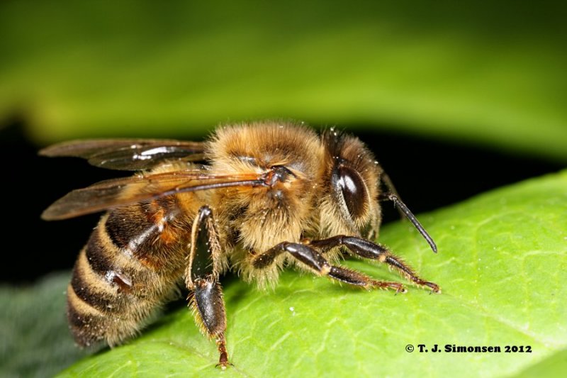 Honey Bee <I>(Apis mellifera)</i>