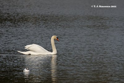 Mute Swan (Cygnus olor)