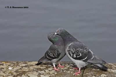 Rock (Feral) Pigeon (Columba livia)