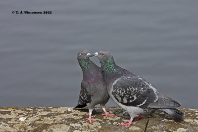 Rock (Feral) Pigeon (Columba livia)