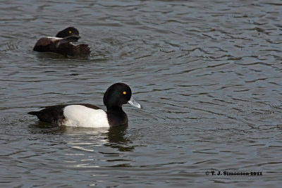 Tufted Duck (Aythya fuligula)