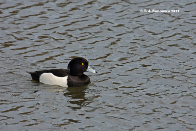 Tufted Duck (Aythya fuligula)