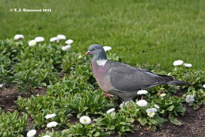 Common Wood Pigeon (Columba palumbus)