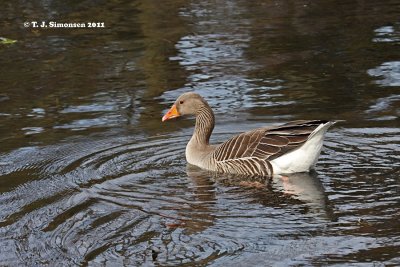 Greylag Goose (Anser anser)