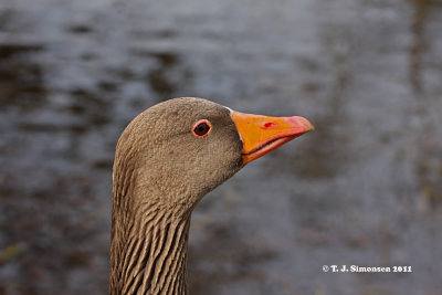 Greylag Goose (Anser anser)