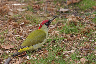 Green Woodpecker (Picus viridis)