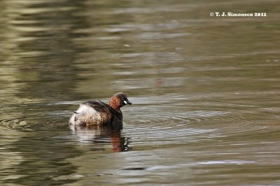 Little Grebe (Tachybaptus ruficollis)