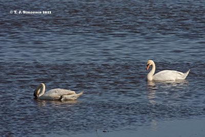 Mute Swan (Cygnus olor)