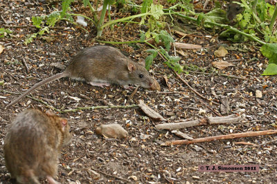 Brown Rat <i>(Rattus norvegicus)</i>
