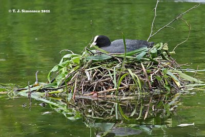 Eurasian Coot (Fulica atra)