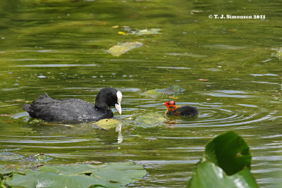 Eurasian Coot (Fulica atra)