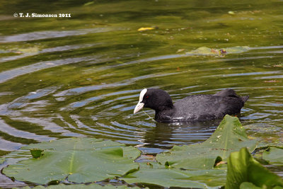 Eurasian Coot (Fulica atra)