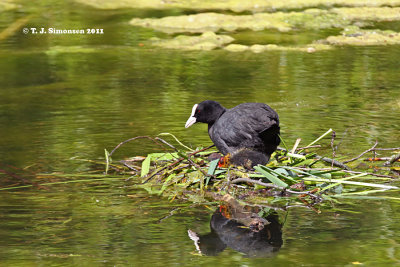 Eurasian Coot (Fulica atra)