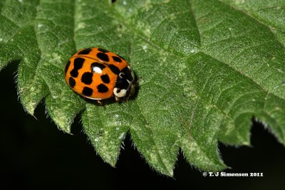 13-spot Ladybird (Hippodamia tredecimpunctata)