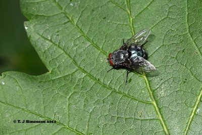 Common Blowfly (Calliphora vormitoria)