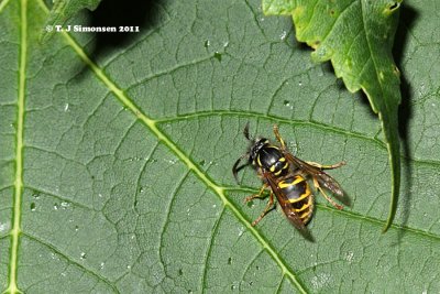 Social Wasp (Vespula sp.)