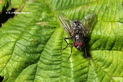 Muscid fly (Polietes sp.)