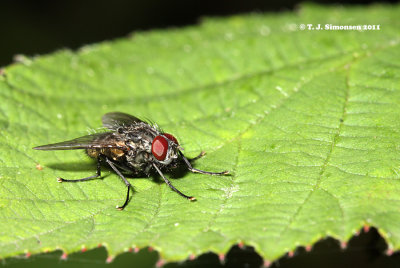 Muscid fly (Polietes sp.)