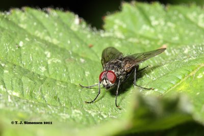 Muscid fly (Polietes sp.)