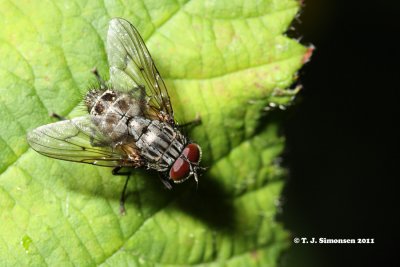 Muscid fly (Polietes sp.)