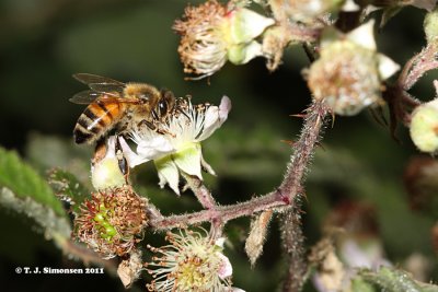 Honey Bee (Apis mellifera)