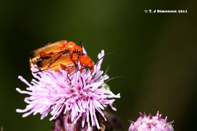 Common Red Soldier Beetle (Rhangonycha fulva)