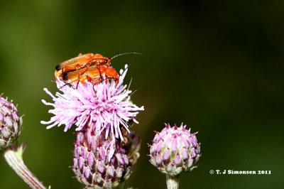 Common Red Soldier Beetle (Rhangonycha fulva)