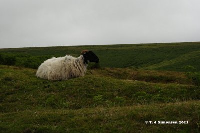 Dartmoor