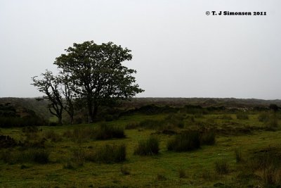 Dartmoor