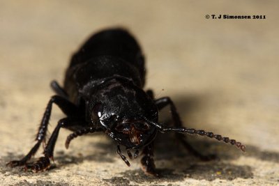 Devil's coach-horse beetle (Ocypus olens)