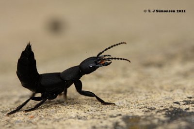 Devil's coach-horse beetle (Ocypus olens)