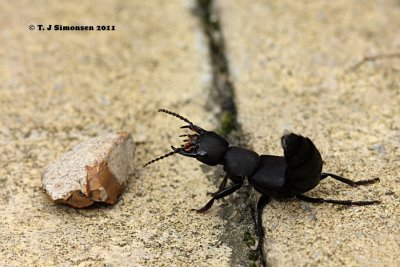 Devil's coach-horse beetle (Ocypus olens)