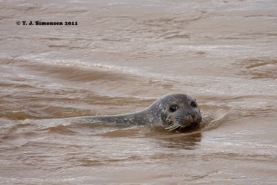 Harbour Seal <i>(Phoca vitulina)</i>