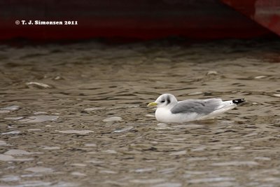 Black-legged Kittiwake (Rissa tridactyla)