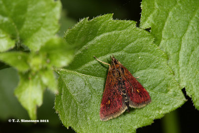 Pyrausta aurata